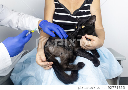 Cat has fur problem. Bald patches and dermatitis. Subcutaneous tick, demodicosis, hair-eater. Veterinarian examines cat and prescribes treatment. Pet shows bald patches and areas of skin without hair 92771833