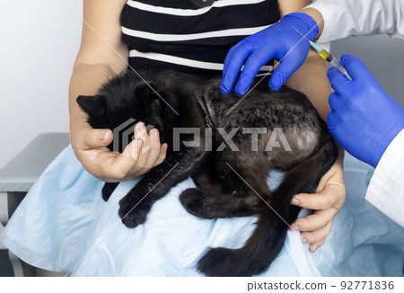 Cat has fur problem. Bald patches and dermatitis. Subcutaneous tick, demodicosis, hair-eater. Veterinarian examines cat and prescribes treatment. Pet shows bald patches and areas of skin without hair Cat has fur problem. Bald patches and dermatitis. Subcutaneous tick, demodicosis, hair-eater. Veterinarian examines cat and prescribes treatment. Pet shows bald patches and areas of skin without hair 92771836