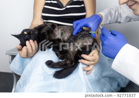 Cat has fur problem. Bald patches and dermatitis. Subcutaneous tick, demodicosis, hair-eater. Veterinarian examines cat and prescribes treatment. Pet shows bald patches and areas of skin without hair Cat has fur problem. Bald patches and dermatitis. Subcutaneous tick, demodicosis, hair-eater. Veterinarian examines cat and prescribes treatment. Pet shows bald patches and areas of skin without hair 92771837