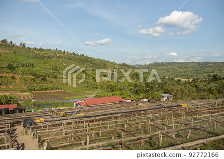 Coffee drying process at washing station in Africa region 92772166