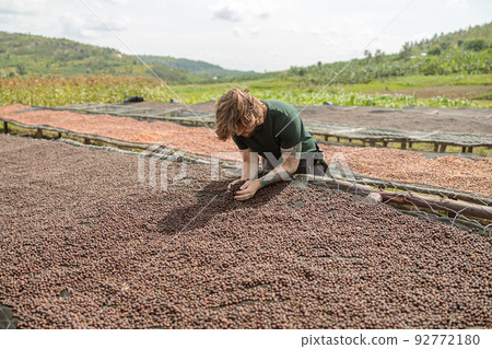 Man picking up dried coffee beans in the palm of his hand Man picking up dried coffee beans in the palm of his hand 92772180