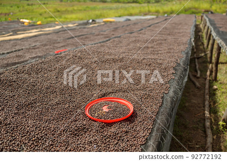 Long table with dried coffee beans at the farm Long table with dried coffee beans at the farm 92772192