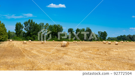 Harvested wheat field with stacks of straw after harvester 92772504