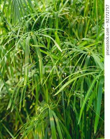 Full framed photo of Cyperus alternifolius, umbrella papyrus, umbrella sedge or umbrella palm. Green foliage of a grass-like plant. Full framed photo of Cyperus alternifolius, umbrella papyrus, umbrella sedge or umbrella palm. Green foliage of a grass-like plant. 92772757