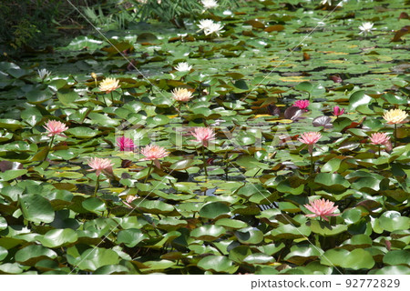 假名花園中的溫帶睡蓮[綠色背景] 92772829