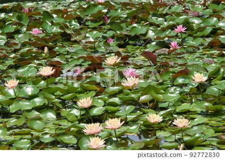 假名花園中的溫帶睡蓮[綠色背景] 92772830