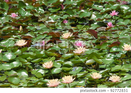 假名花園中的溫帶睡蓮[綠色背景] 92772831