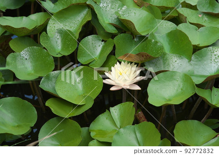 Temperate zone water lily white flower in Kana garden [green background] 92772832