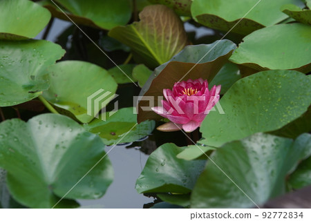 假名花園中的溫帶睡蓮紅花[綠色背景] 92772834