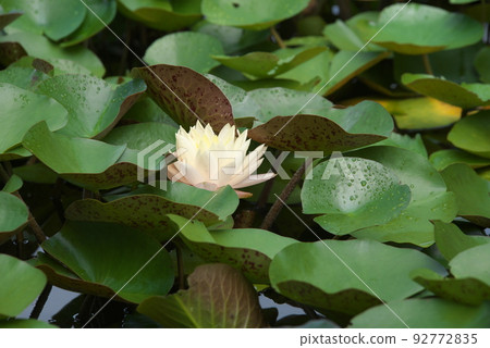 假名花園中的溫帶睡蓮白花[綠色背景] 92772835