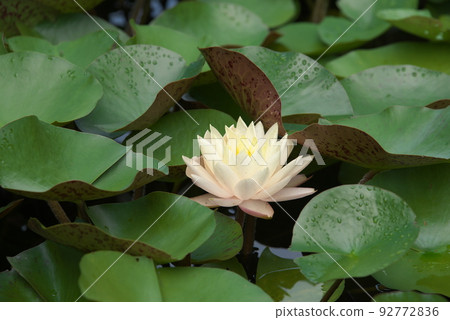假名花園中的溫帶睡蓮白花[綠色背景] 92772836
