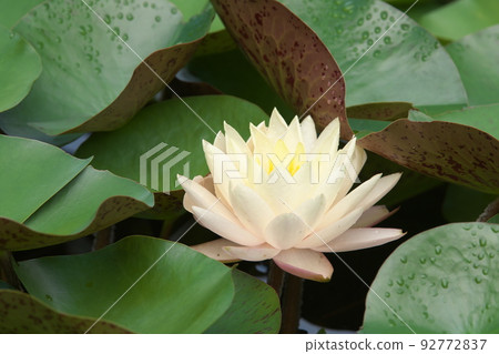 假名花園中的溫帶睡蓮白花[綠色背景] 92772837