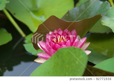 假名花園中的溫帶睡蓮紅花[綠色背景] 92772838