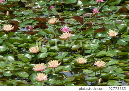 假名花園中的溫帶睡蓮[綠色背景] 92772885