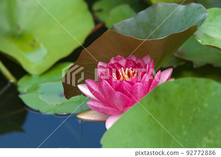 假名花園中的溫帶睡蓮紅花[綠色背景] 92772886