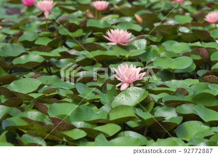 花園中的溫帶睡蓮粉紅色花朵[綠色背景] 92772887