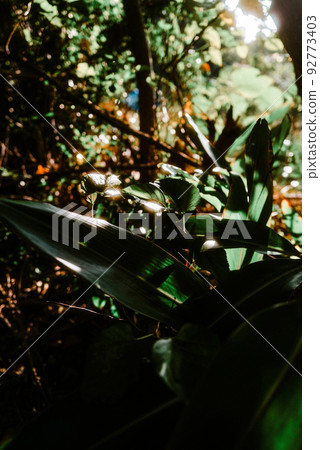 八重山的熱帶神秘森林 92773403