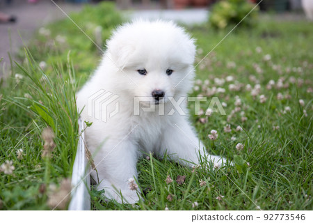 Funny Samoyed puppy on the green grass Funny Samoyed puppy on the green grass 92773546