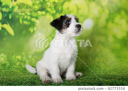 Jack Russell Terrier puppy broken-coated dog on a green background Jack Russell Terrier puppy broken-coated dog on a green background 92773558