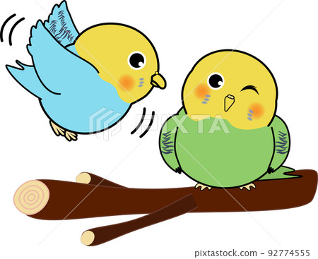 Cute budgerigar perching on a perch 92774555