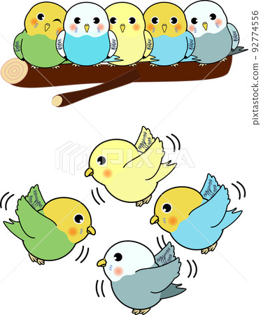 Set of cute budgerigars 92774556