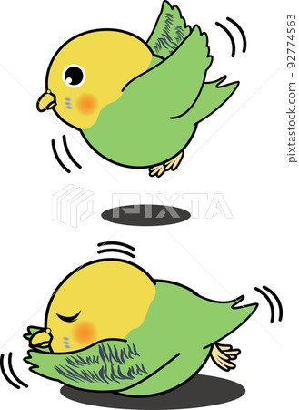 Cute budgerigar that flies and falls 92774563