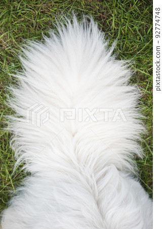 Close up shot of a fluffy white samoyed dog tail 92774748