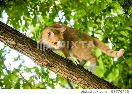 Red cat is sitting on a tree. scared look. Red cat is sitting on a tree. scared look. 92774766