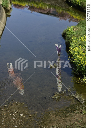 Atsumi Peninsula, carp streamers reflected in the Menmenta River Atsumi Peninsula, carp streamers reflected in the Menmenta River 92775216