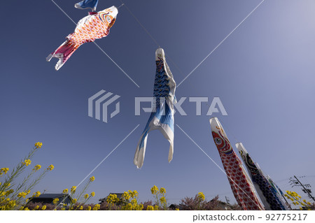 Carp streamers swimming in the Mendan River with rape blossoms and Kawazu cherry blossoms (Atsumi Peninsula) 92775217