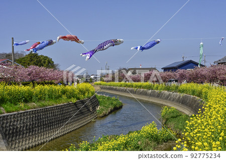 Carp streamers swimming in the Mendan River with rape blossoms and Kawazu cherry blossoms (Atsumi Peninsula) Carp streamers swimming in the Mendan River with rape blossoms and Kawazu cherry blossoms (Atsumi Peninsula) 92775234