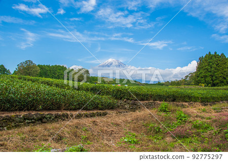 富士山和茶 92775297