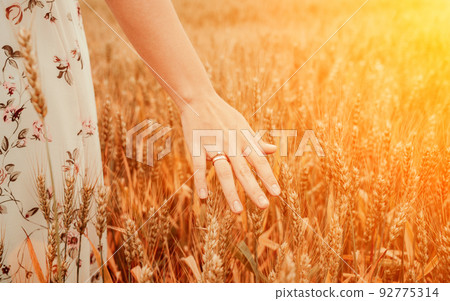 Wheat sprouts field. Young woman on cereal field touching ripe wheat spikelets by hand in sunset. Harvest, summer sun and gold food agriculture concept. Wheat sprouts field. Young woman on cereal field touching ripe wheat spikelets by hand in sunset. Harvest, summer sun and gold food agriculture concept. 92775314