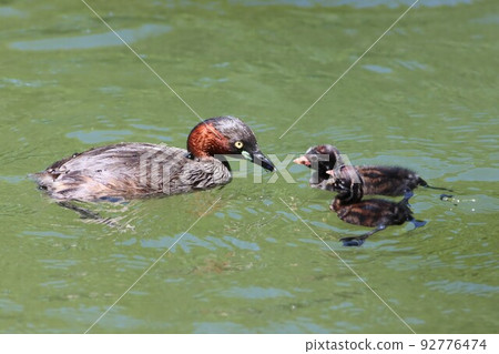 《藥師池公園》育兒Grebe 92776474