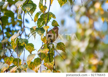 The common redstart female, Phoenicurus phoenicurus, is photographed in close-up sitting on a branch against a blurred background. 92776643