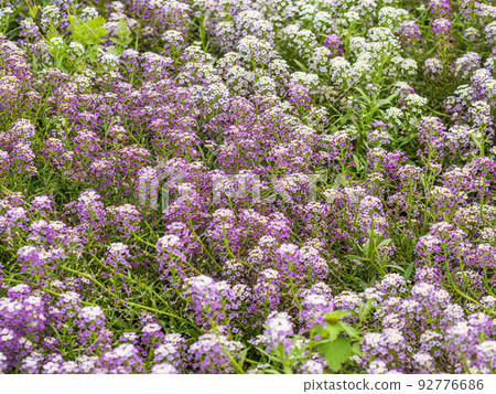 Dainty purple and white flowers of Lobularia maritima Alyssum maritimum, sweet alyssum or sweet alison Dainty purple and white flowers of Lobularia maritima Alyssum maritimum, sweet alyssum or sweet alison 92776686