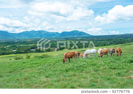 Jersey beef (Hiruzen Plateau) Jersey beef (Hiruzen Plateau) 92776776
