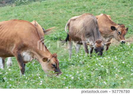 Jersey beef (Hiruzen Plateau) Jersey beef (Hiruzen Plateau) 92776780