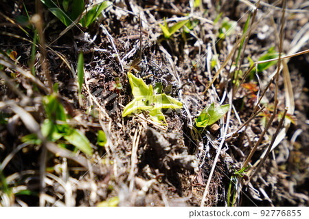 Mushitori Violet near the summit of Mt. Jizo, Mt. Akagi, Gunma Prefecture, May 29, 2022 Mushitori Violet near the summit of Mt. Jizo, Mt. Akagi, Gunma Prefecture, May 29, 2022 92776855