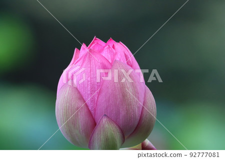 《Machida Yakushiike Park》 Oga lotus buds 《Machida Yakushiike Park》 Oga lotus buds 92777081