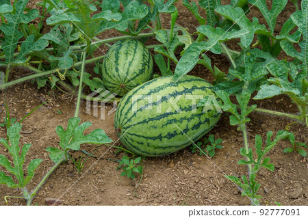 Watermelon 92777091