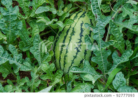 Watermelon 92777093