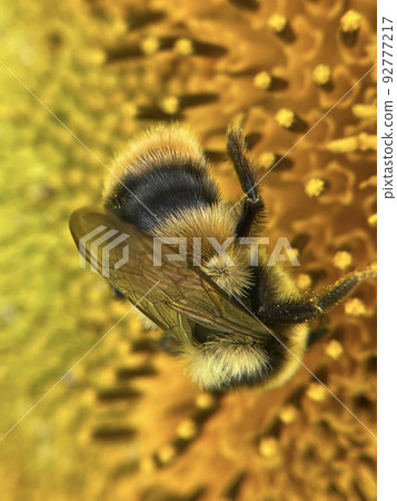 宮古之花公園、蜜蜂和向日葵 宮古之花公園、蜜蜂和向日葵 92777217