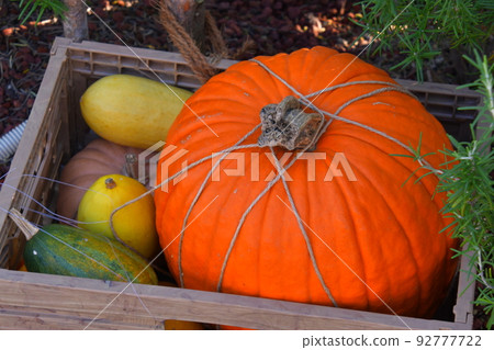 Halloween pumpkin 92777722