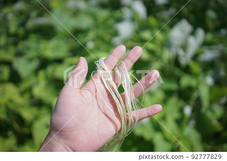 Raw materials for Miyako joufu made with traditional methods A hand holding fibers of ramie, a plant that grows naturally on Miyako Island, a remote island in Okinawa Prefecture. Raw materials for Miyako joufu made with traditional methods A hand holding fibers of ramie, a plant that grows naturally on Miyako Island, a remote island in Okinawa Prefecture. 92777829
