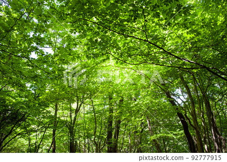 [Green Forest] Landscape/natural materials 92777915