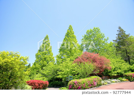 Fresh green Metasequoia 92777944
