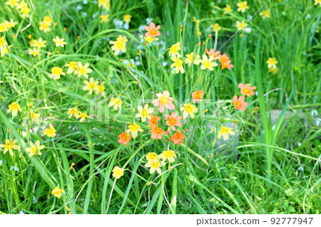 Homelius flowers 92777947