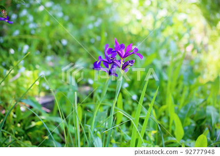 Iris flower 92777948