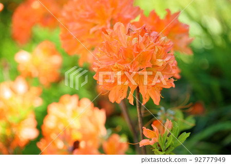 Renge azalea flower 92777949